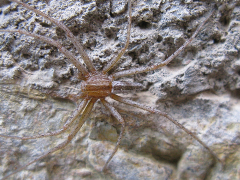 Tibellus cf. oblongus